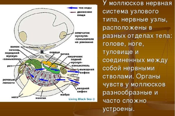 Кракен в россии наркотик